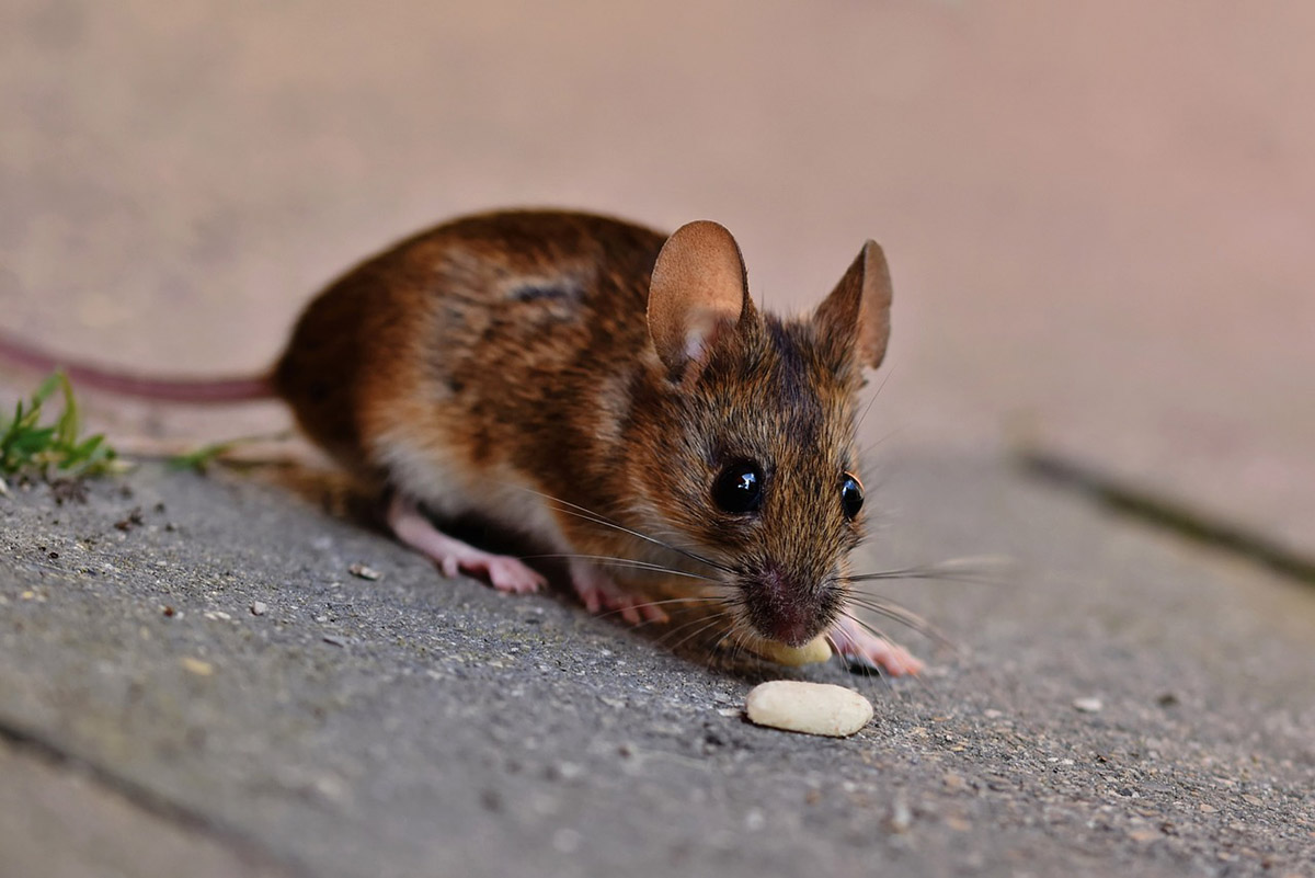 house-mouse-7328813_1280